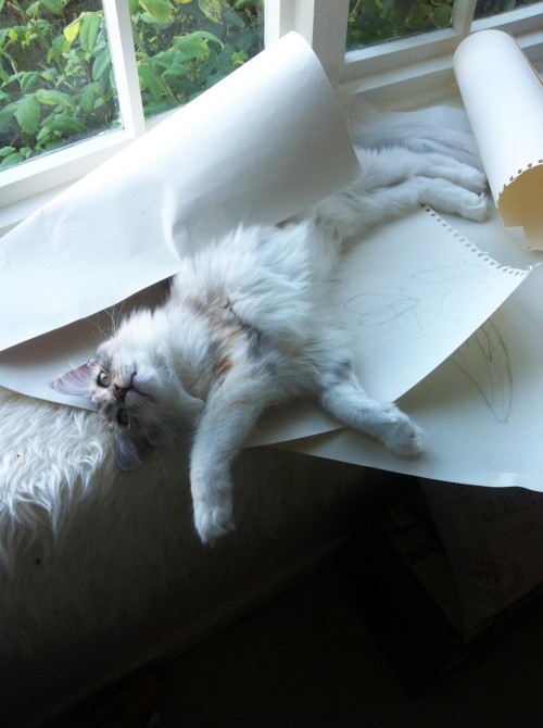 cat lying on drawings