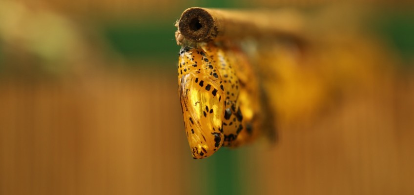 Research trip to Butterfly World